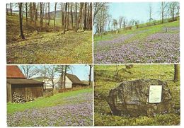 9362  DREHBACH  (Kr. ZSCHOPAU)   KROKUSBLÜTE  1982 - Zschopau