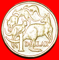 * 5 KANGAROOS: AUSTRALIA ★ 1 DOLLAR 1984! YEAR=TYPE! LOW START ★ NO RESERVE! - Dollar