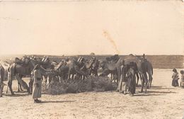 ¤¤  -   SYRIE   -   ALEP   -  Carte-Photo   -   Halte De Chameaux    -  ¤¤ - Syrie