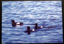 Greenland Birds  Cards ( Lot 383 ) - Groenlandia