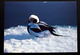 Greenland Birds  Cards ( Lot 383 ) - Groenland