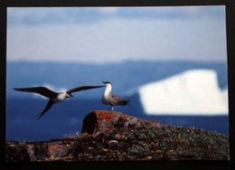 Greenland Birds  Cards ( Lot 383 ) - Grönland