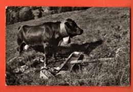 DUA-07 Alpages De Chandolin Sur Sierre, Vache D'Herens  Circulé 1961, Gyger - Chandolin