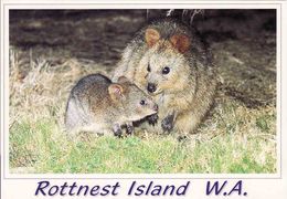 Australia, Western Australia, Fremantle,  Rottnest Island, Quokkas - Small Marsupials,  Unused - Fremantle