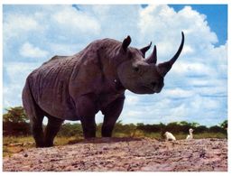 (C 3) African Rhinoceros - Rhinozeros