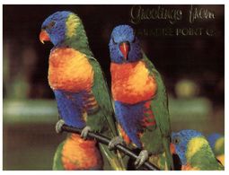 (C 5) Australia - QLD - Paradise Point Greetings (birds) - Sunshine Coast