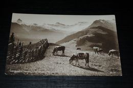 17071-           ADELBODEN, AM WEG NACH DER SCHWANDFELDSPITZE - 1926 - Koeien