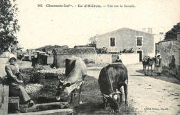 Ile D'oléron * Une Rue De Sauzelle * Gardeuse De Vaches * âne - Ile D'Oléron