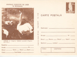 BIRDS, SWANS, MUTE SWAN, PC STATIONERY, ENTIER POSTAL, 1977, ROMANIA - Cygnes