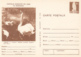 BIRDS, SWANS, MUTE SWAN, PC STATIONERY, ENTIER POSTAL, 1977, ROMANIA - Cygnes