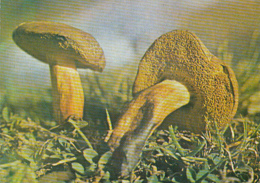 CPA MUSHROOMS - Mushrooms
