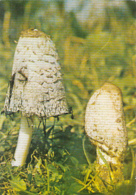 CPA MUSHROOMS - Mushrooms