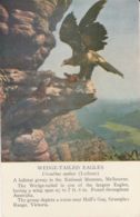Postcard - Wedge - Tailed Eagle - Australia - Card No. Unused  Very Good - Grampians