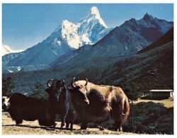 (C 11) Nepal - Mountains And Yak Cows - Népal