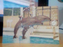 POSTCARDS DOLPHINS - Dolfijnen