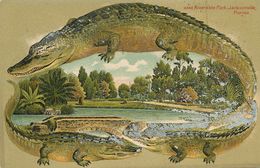 Riverside Park Jacksonville Florida Embossed Crocodile . Gaufrée . Traces Of Pegged Paper Defect - Jacksonville