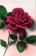 Rosa Rossa.  Fotocelere 1 . Non Viaggiata, Stampa 1942 - Flowers