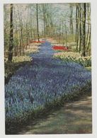 Postcard-ansichtkaart Keukenhof Lisse Holland - Lisse