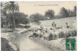 ALGERIE - Troupeau Au Bord D'une Séguia - Escenas & Tipos