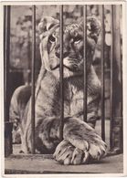 Animaux : LIONS : LIONNE : ( C.p.s.m. - Grand Format ) - Lions