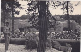 Animaux : LIONS : Le Travail Des Lions Sur Leur Plateau : Parc Zoologique Du Bois De Vincennes - Paris : ( C.p.s.m. ) - Lions