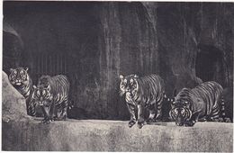 Animaux : TIGRES : Un Beau Groupe De Tigres : Parc Zoologique Du Bois De Vincennes - Paris : ( C.p.s.m. ) - Tigres