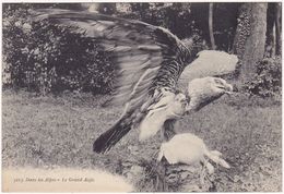 Animaux : Oiseaux : AIGLE : Le Grand Aigle Dans Les Alpes : ( C.p.s.m. ) - Birds