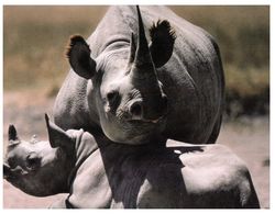 (C 33) WWF - Rhinoceros - Rhinozeros