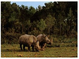 (C 33)  - Rhinoceros - Rhinoceros