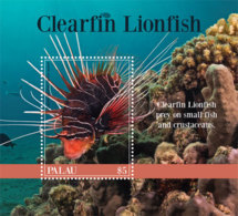 Palau 2019  Fauna Clearfin Lionfish  I201901 - Palau