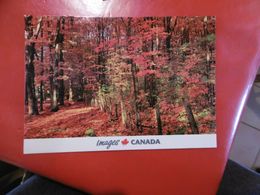 Images Canada- érablière En Automne Dans Les Canton De L'est- Format: 168mm Sur 118mm - Moderne Kaarten