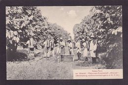 CPA Cameroun Afrique Noire Métier Cacao Non Circulé - Kamerun