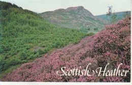 St. Ives - Scottish Heather - Altri & Non Classificati