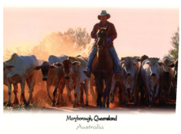 (D 1) Australia - QLD - Maryborough & Farming Cows - Sunshine Coast