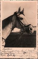 ! Foto Ansichtskarte Pferd, Horse, 1936 - Caballos