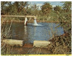 (D 5) Australia - QLD - Blackall Artesian Bore - Far North Queensland