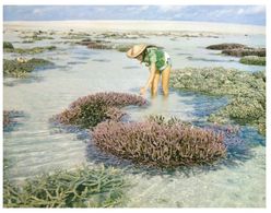 (D 5) Australia - QLD - Barrier Reef Coral - Great Barrier Reef