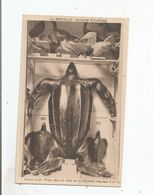 LA ROCHELLE MUSEUM FLEURIEAU. TORTUE LUTH PRISE DANS LA RADE DE LA ROCHELLE (HAUTEUR 2 M 10) - Tartarughe