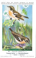 N° 40 - Traquet Tarier - Pájaros
