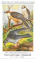 N° 117 - Faucon à Pattes Rouges  - (Illustrateur Hub. Dupond) - Pájaros