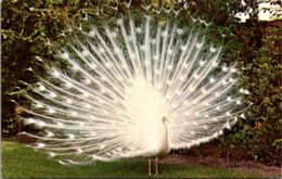 Florida Sarasota Jungle Gardens White Peacock 1967 - Sarasota