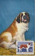 Bulgarie Carte Maximum Chien 1964 Saint Bernard 1266 - Brieven En Documenten