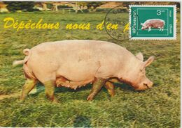 Bulgarie Carte Maximum 1974 Cochon 2073 - Lettres & Documents