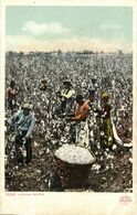 Black Americana, "Picking Cotton" (1900s) Detroit Publishing Co. 7034 Postcard - Black Americana