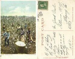 Black Americana, "Picking Cotton" (1910) Detroit Publishing Co. 7034 Postcard - Black Americana