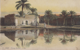 Algérie - Tunisi - Maroc - Paysage Du Sud - LL Colorisée N° 6413 - Palmiers - Szenen