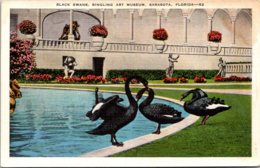 Florida Sarasota Ringling Art Museum Black Swans - Sarasota