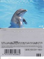 Japan, 105-231-186, Dolphin,  Fauna, Animal - Dolfijnen