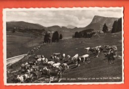 FPC-38 Vallée De Joux Paturages Et Vue Sur La Dent De Vaulion Troupeau De Vaches.  Circulé. Perrochet - Vaulion