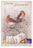 Jolie Chromo Cacao Chocolat Suchard Oiseau Ornithologie Rouge-Gorge Erithacus Rubeculus - Bird Robin Trade Card A38-65 - Suchard